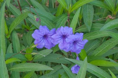 :Ruellia brittoniana